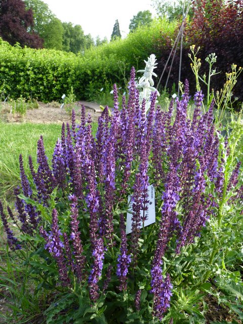 Salvia nemorosa fleur